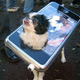 Illustration for article titled Dog Dresses Up as iPhone for Halloween Celebration